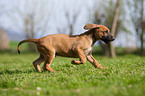 Rhodesian Ridgeback Welpe