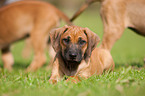 Rhodesian Ridgeback Welpe