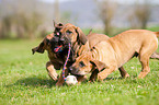 Rhodesian Ridgeback Welpen