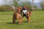 Rhodesian Ridgeback Welpen