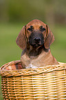 Rhodesian Ridgeback Welpe