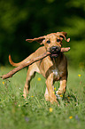 Rhodesian Ridgeback Welpe