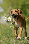 Rhodesian Ridgeback Welpe