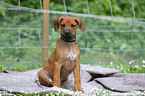 Rhodesian Ridgeback Welpe