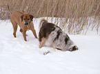 Rhodesian Ridgeback und Australian Shepherd