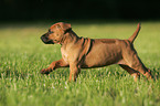 Rhodesian Ridgeback Welpe