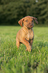 Rhodesian Ridgeback Welpe