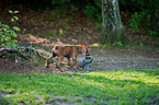 Rhodesian Ridgeback Welpe