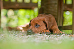 Rhodesian Ridgeback Welpe