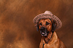 Rhodesian Ridgeback Portrait