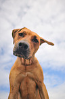 Rhodesian Ridgeback Portrait