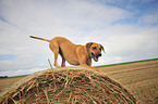 Rhodesian Ridgeback