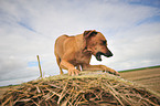 Rhodesian Ridgeback