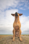 Rhodesian Ridgeback