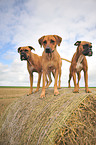 Rhodesian Ridgeback und Deutsche Boxer