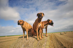 Rhodesian Ridgeback und Deutsche Boxer