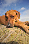 Rhodesian Ridgeback