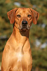 Rhodesian Ridgeback Portrait