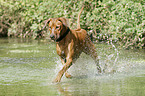 badender Rhodesian Ridgeback