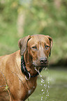 Rhodesian Ridgeback Portrait