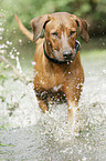 badender Rhodesian Ridgeback