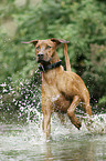 badender Rhodesian Ridgeback