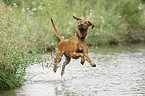 badender Rhodesian Ridgeback