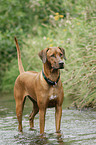 badender Rhodesian Ridgeback