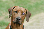 Rhodesian Ridgeback Portrait