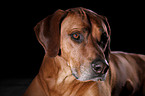 Rhodesian Ridgeback Portrait