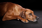 liegender Rhodesian Ridgeback