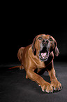 liegender Rhodesian Ridgeback