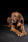 liegender Rhodesian Ridgeback