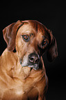 Rhodesian Ridgeback Portrait