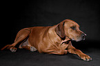 liegender Rhodesian Ridgeback