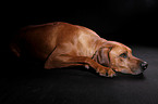 liegender Rhodesian Ridgeback