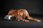 liegender Rhodesian Ridgeback