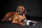 liegender Rhodesian Ridgeback