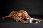 liegender Rhodesian Ridgeback