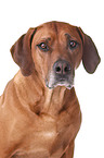 Rhodesian Ridgeback Portrait