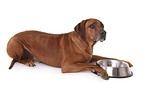 liegender Rhodesian Ridgeback