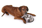 liegender Rhodesian Ridgeback