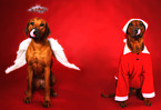 Rhodesian Ridgebacks zu Weihnachten