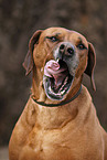 Ridgeback mit Flohhalsband und Zeckenhalsband