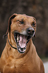 Ridgeback mit Flohhalsband und Zeckenhalsband