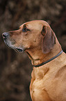 Ridgeback mit Flohhalsband und Zeckenhalsband