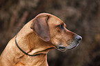 Ridgeback mit Flohhalsband und Zeckenhalsband