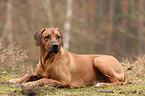 Rhodesian Ridgeback