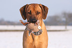 Rhodesian Ridgeback Portrait