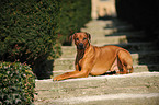 liegender Rhodesian Ridgeback